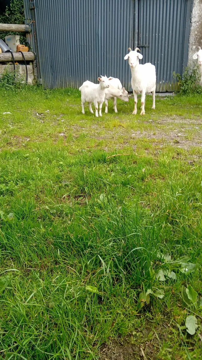 kid goats - Image 2