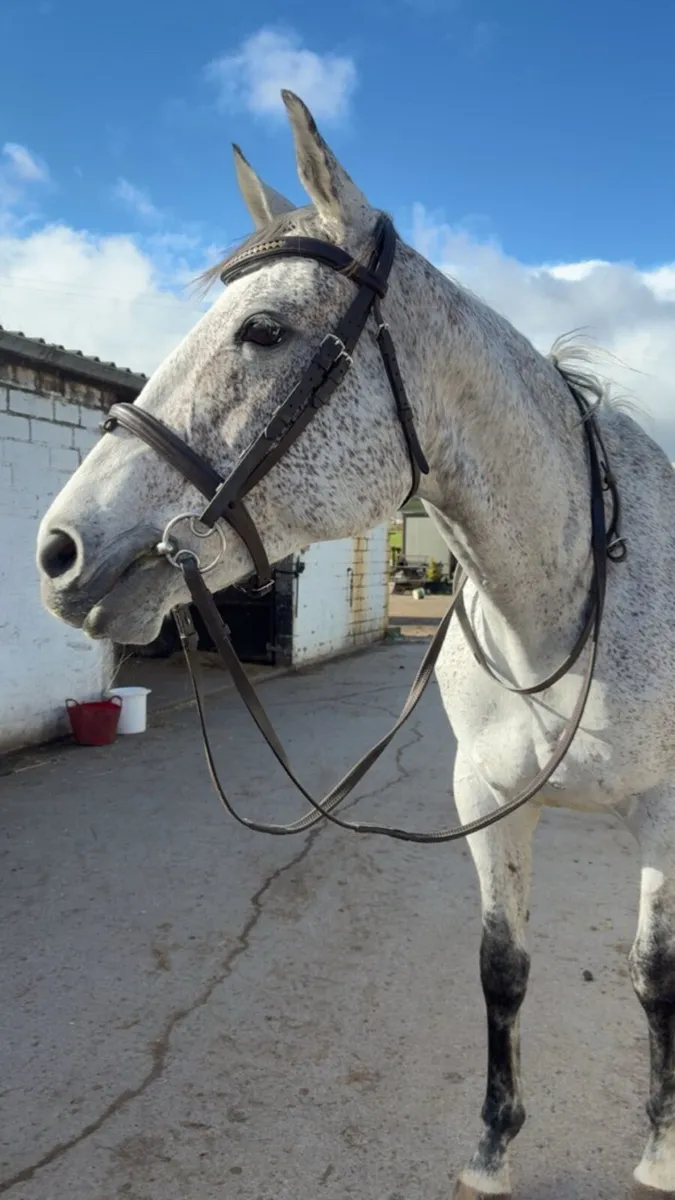 15.1 Grey Horse - Image 2