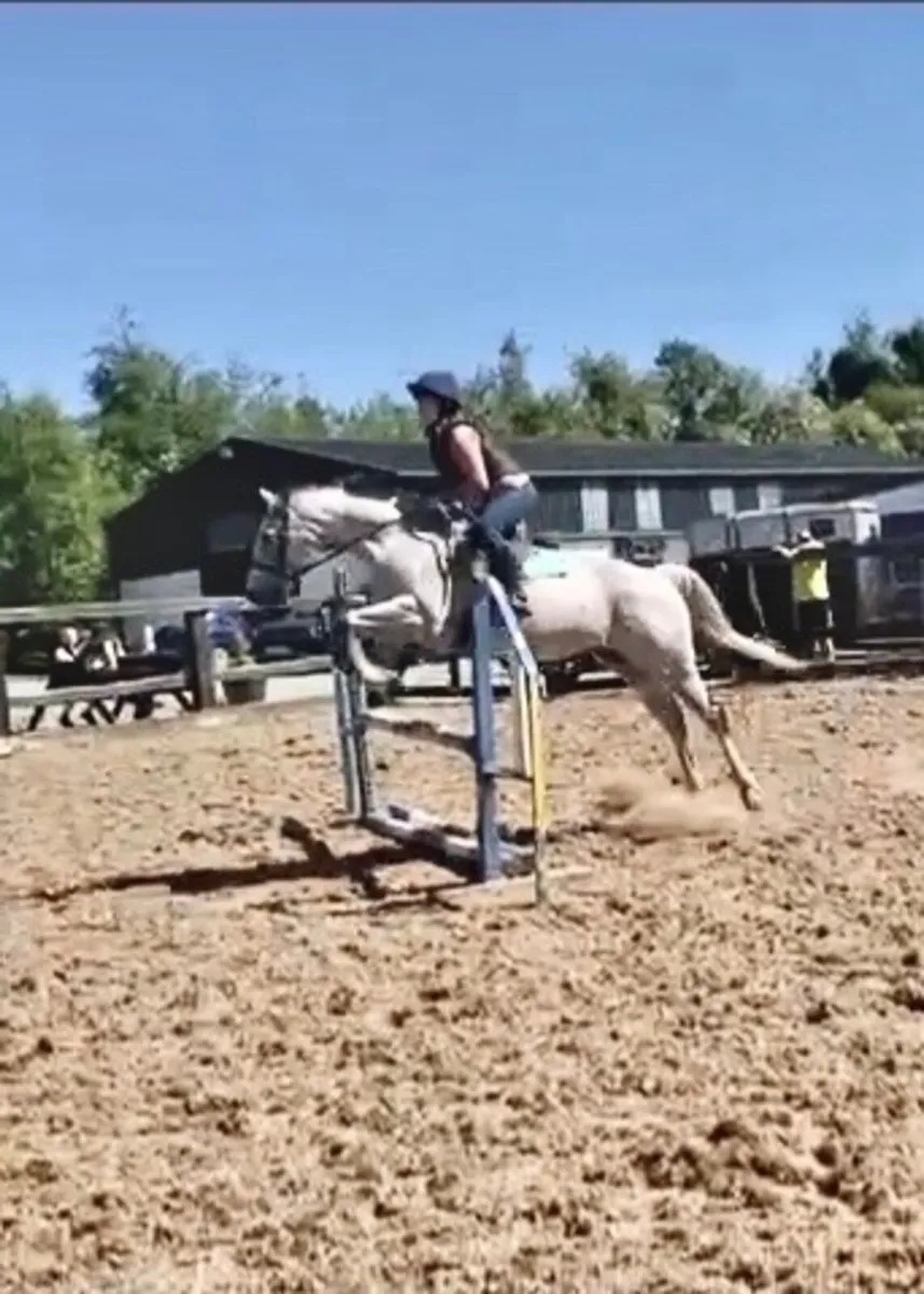15.1 Grey Horse - Image 3