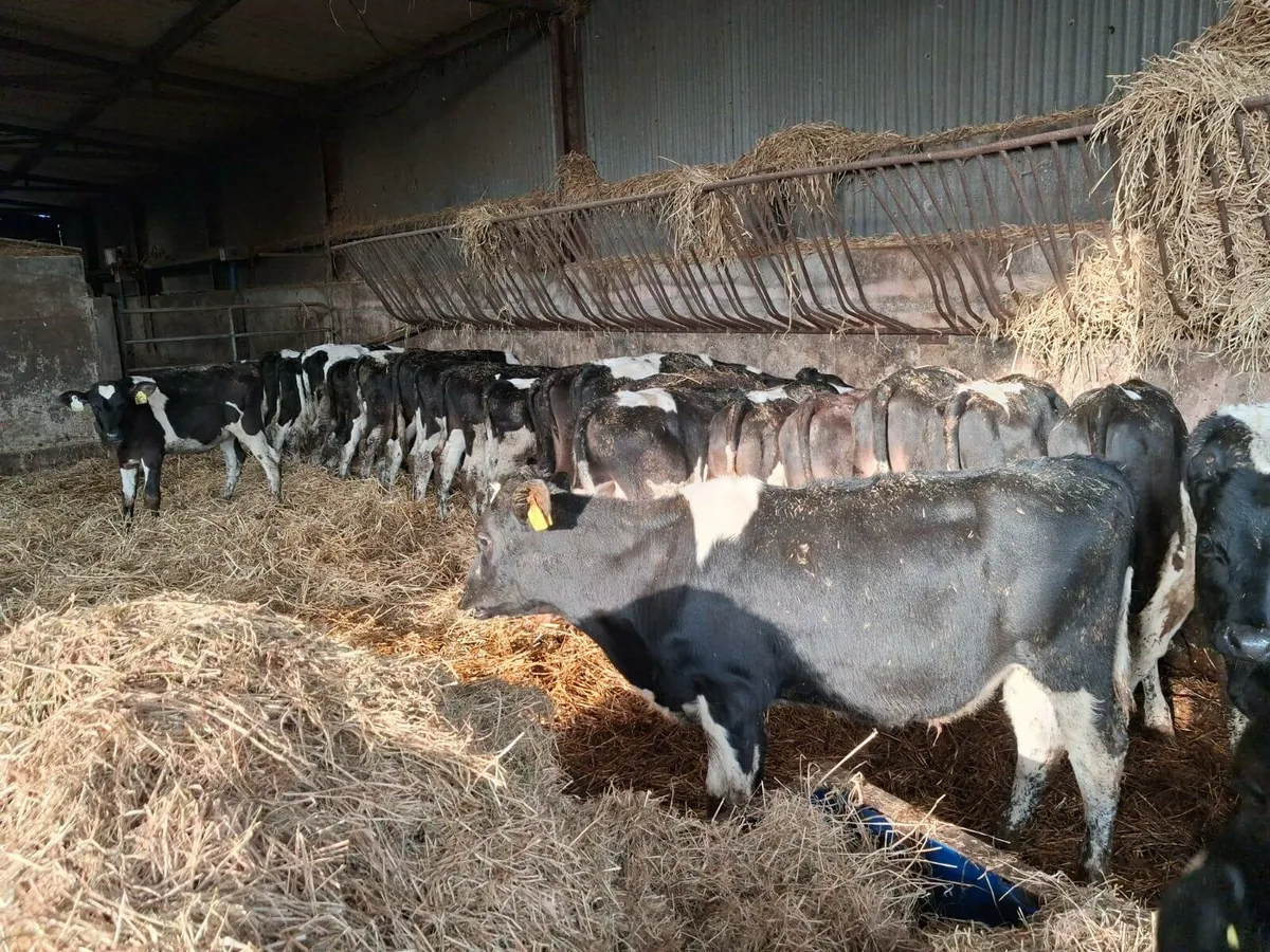 Calf & Runners Cork Marts Corrin Tuesday 11.30 - Image 3