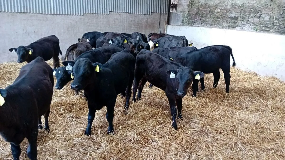 Calf & Runners Cork Marts Corrin Tuesday 11.30 - Image 4