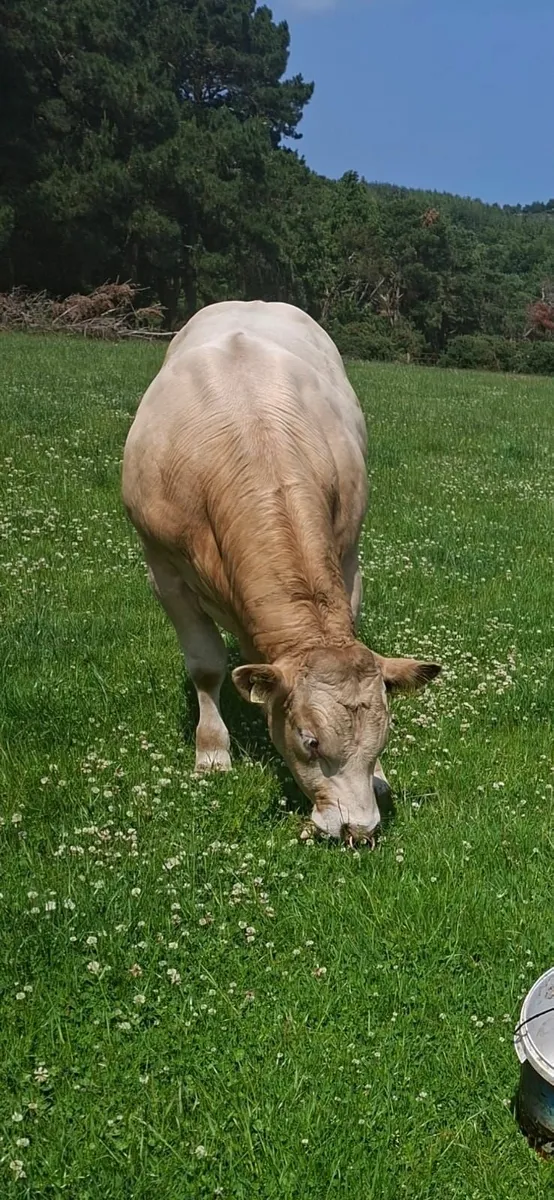 Young Pedigree Blonde Bull - Image 3