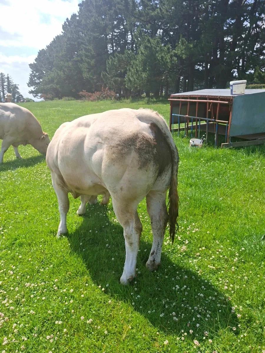 Young Pedigree Blonde Bull - Image 4