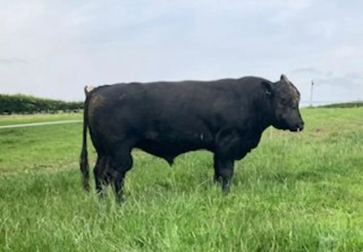 AA Bull - Image 2