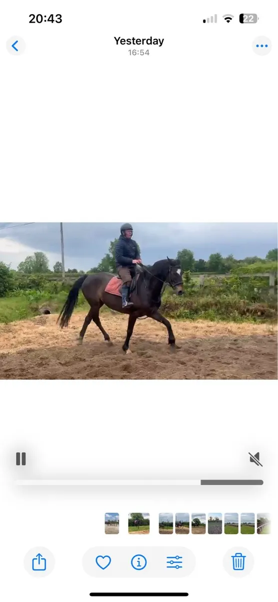 15.2 Gelding - Image 2