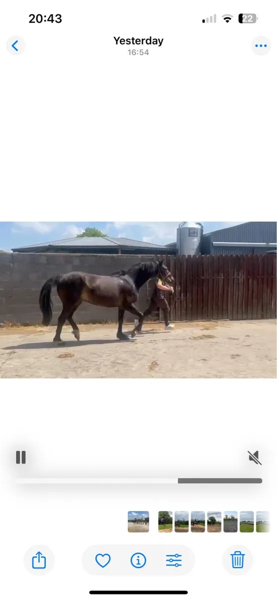 15.2 Gelding - Image 3