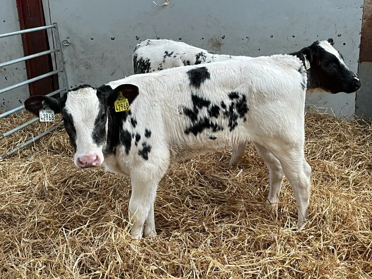 Serious BB Grass Heifer Runners - Image 1