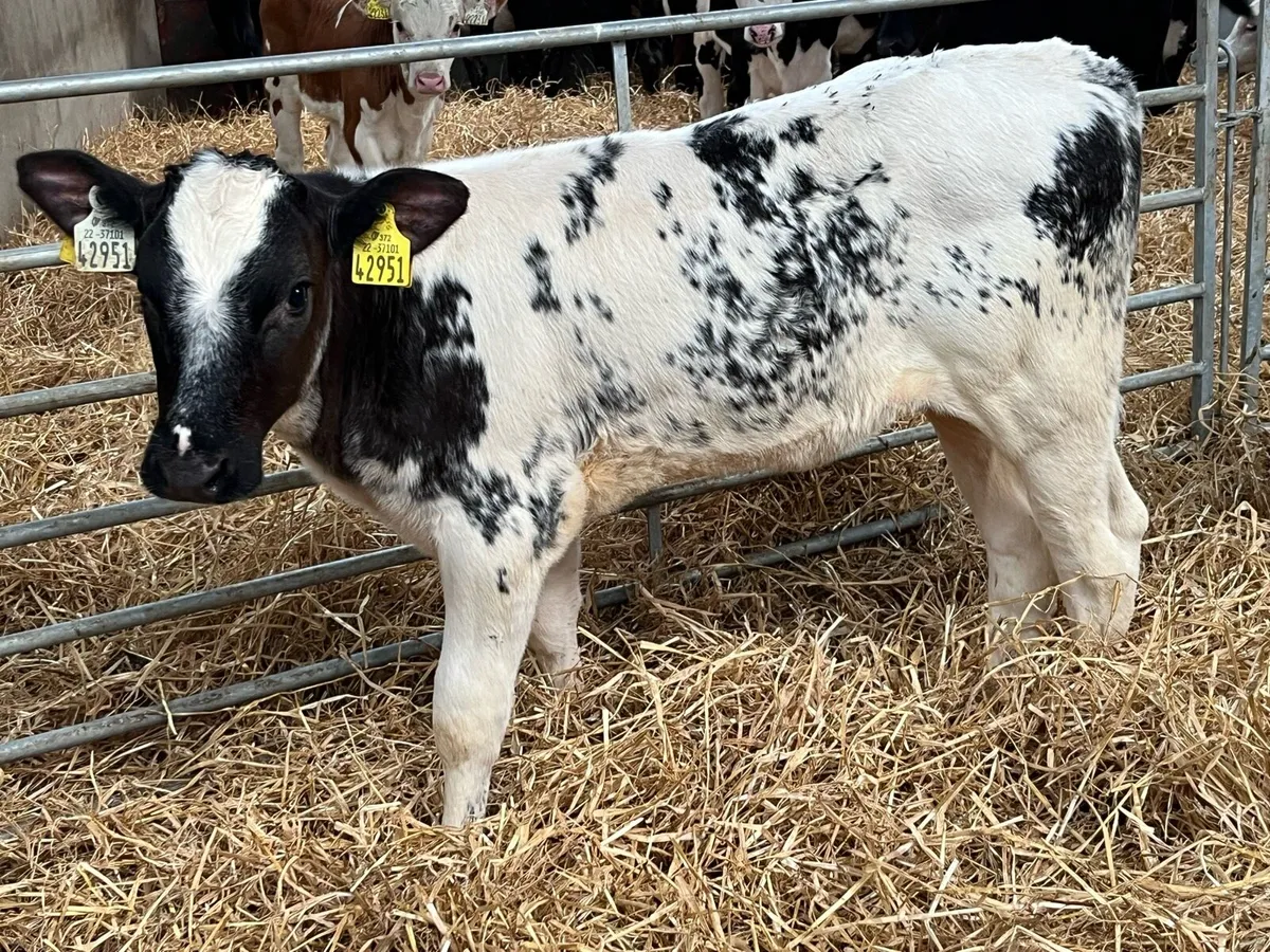 Serious BB Grass Heifer Runners - Image 2