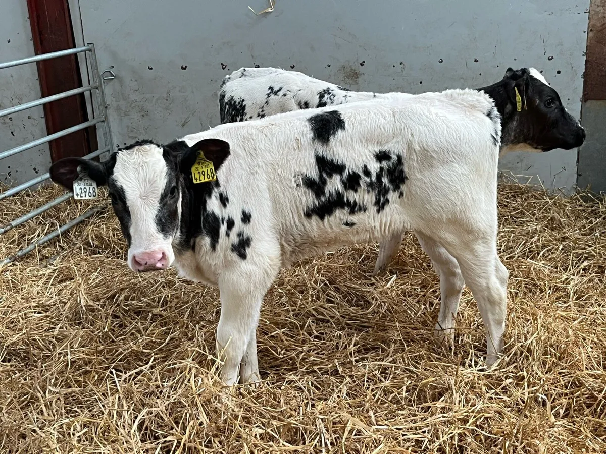 Serious BB Grass Heifer Runners - Image 3