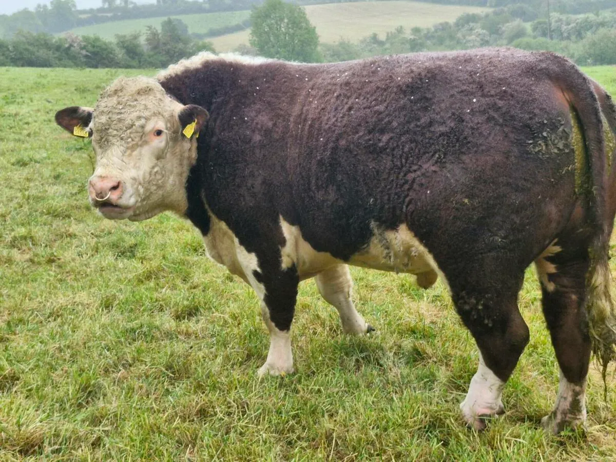 P.B.R Hereford bull - Image 2