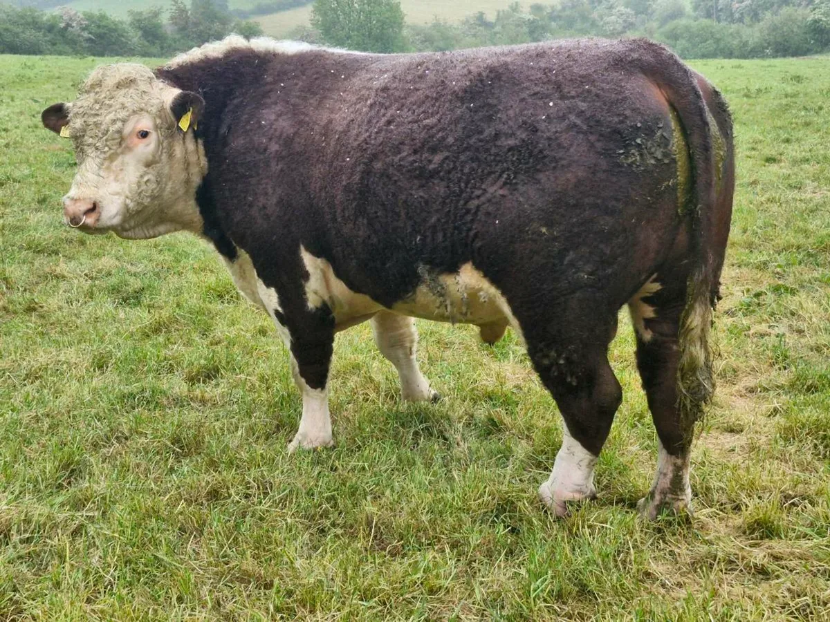 P.B.R Hereford bull - Image 1