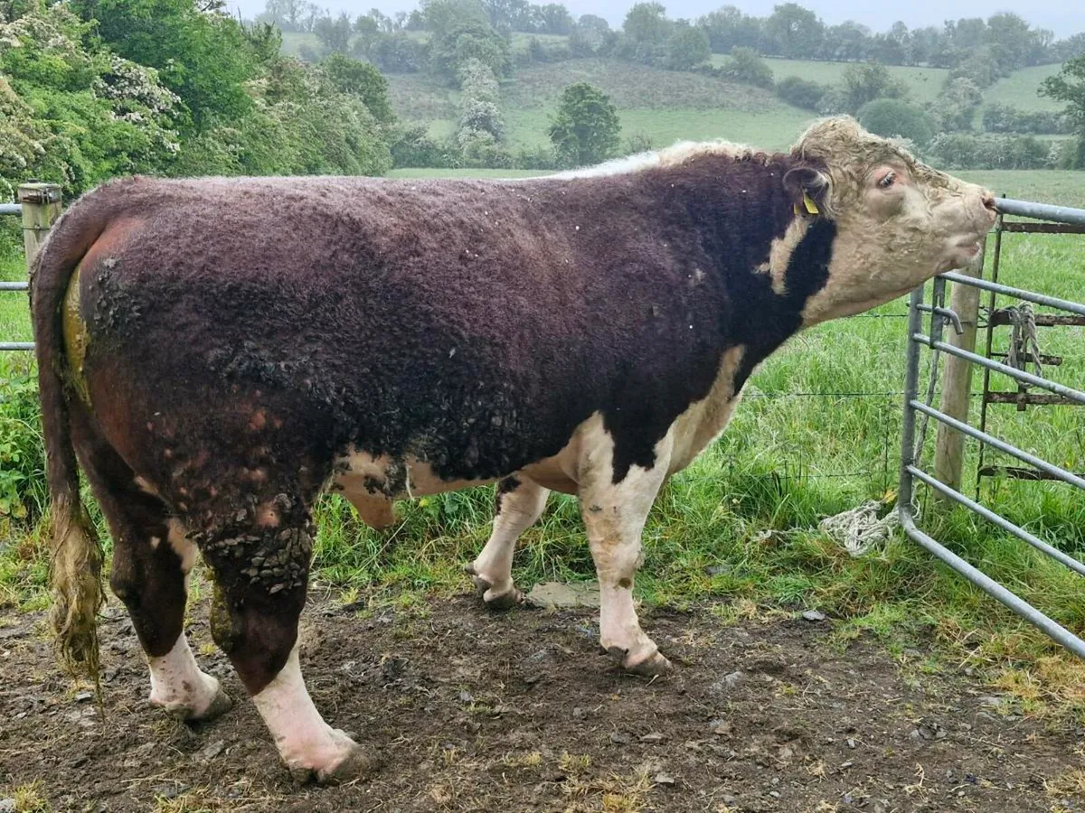 P.B.R Hereford bull - Image 3