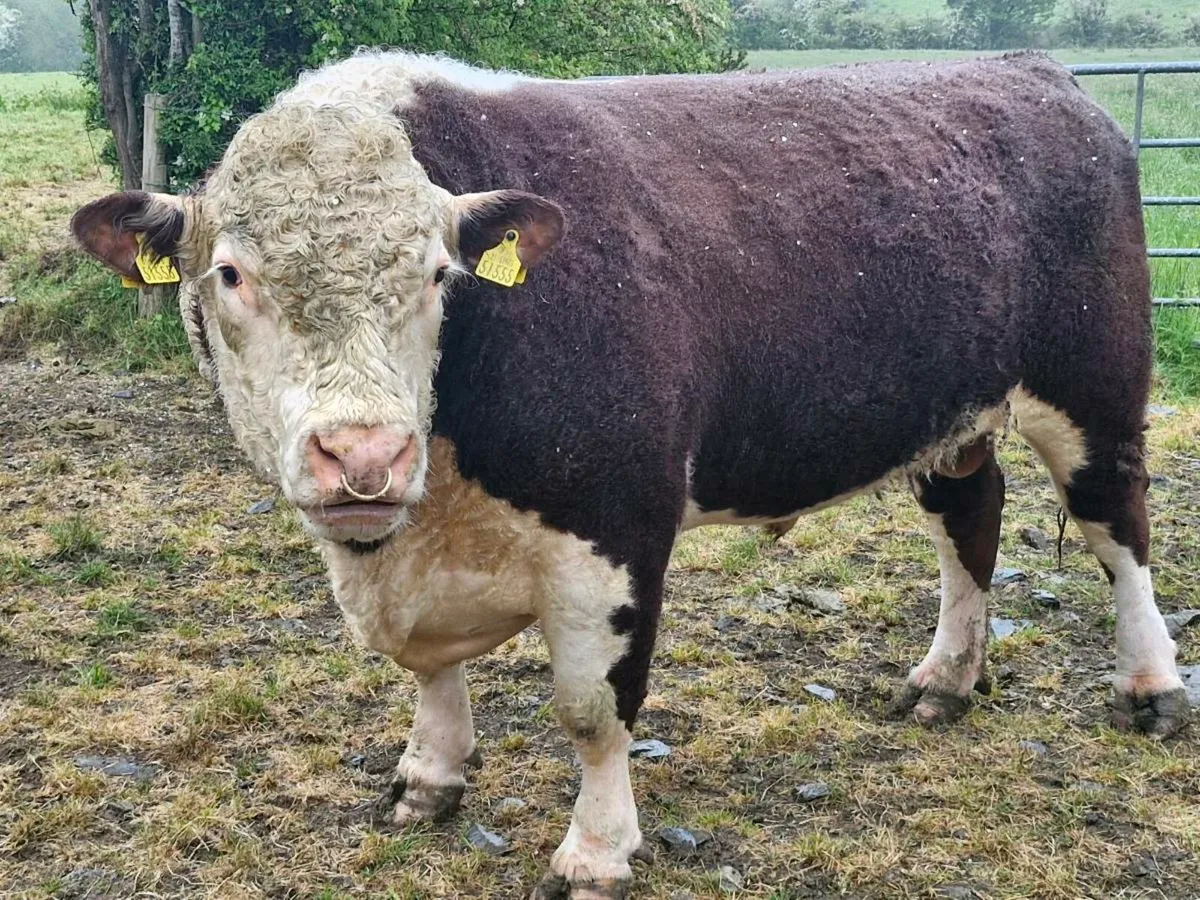 P.B.R Hereford bull - Image 4