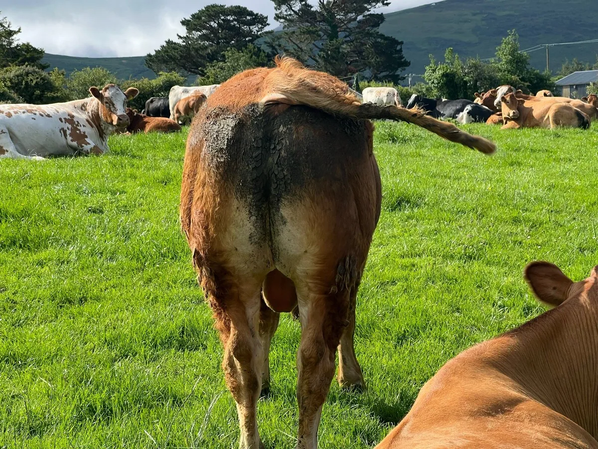 Limousin bull - Image 3