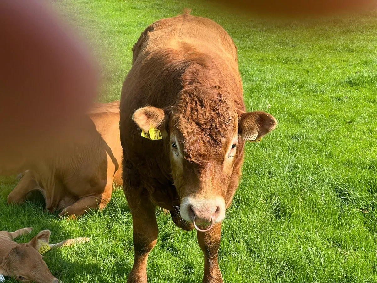 Limousin bull - Image 4