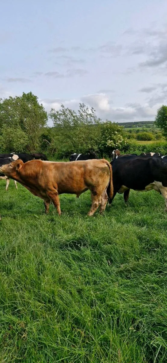 Limousin bull - Image 2