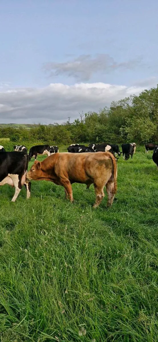 Limousin bull - Image 4