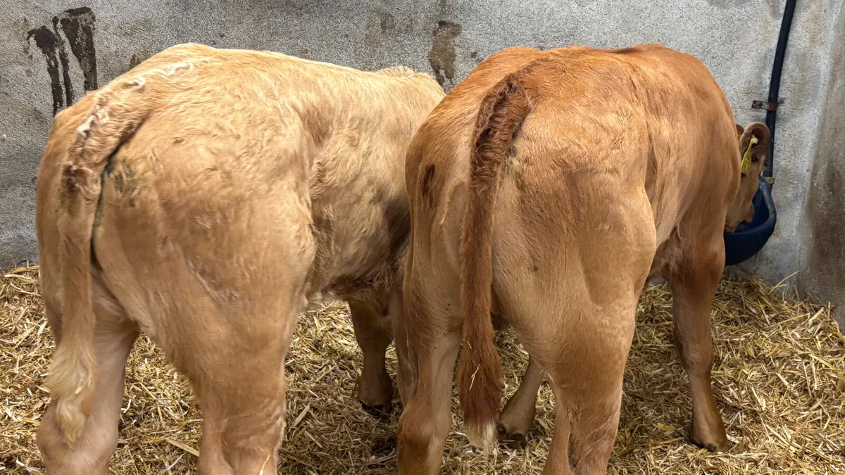 ⭐️ 2 Super U Grade Heifer Calves ⭐️ - Image 2