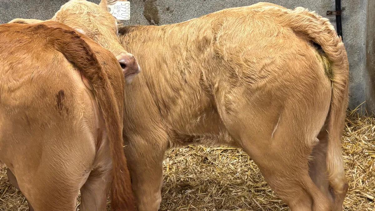 ⭐️ 2 Super U Grade Heifer Calves ⭐️ - Image 4