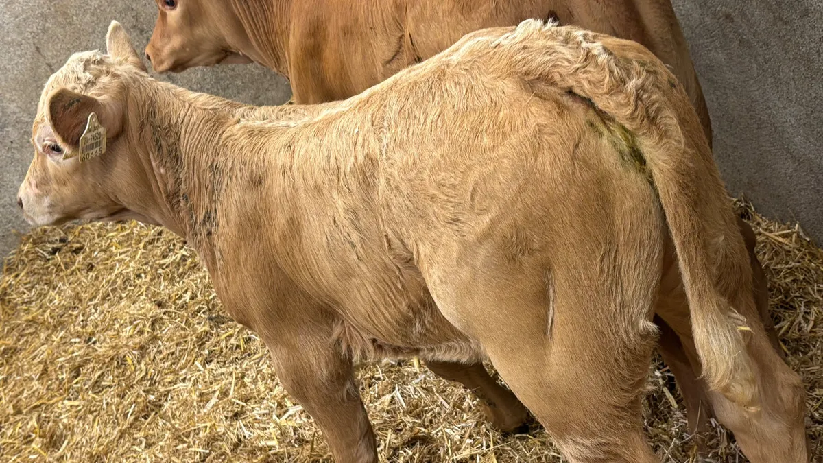 ⭐️ 2 Super U Grade Heifer Calves ⭐️ - Image 3