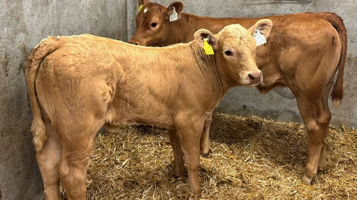 ⭐️ 2 Super U Grade Heifer Calves ⭐️ - Image 1