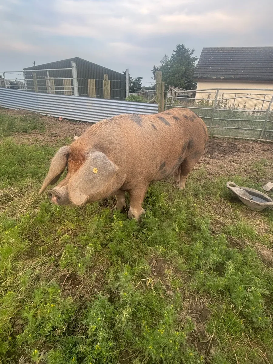 Oxford sandy black sow - Image 1