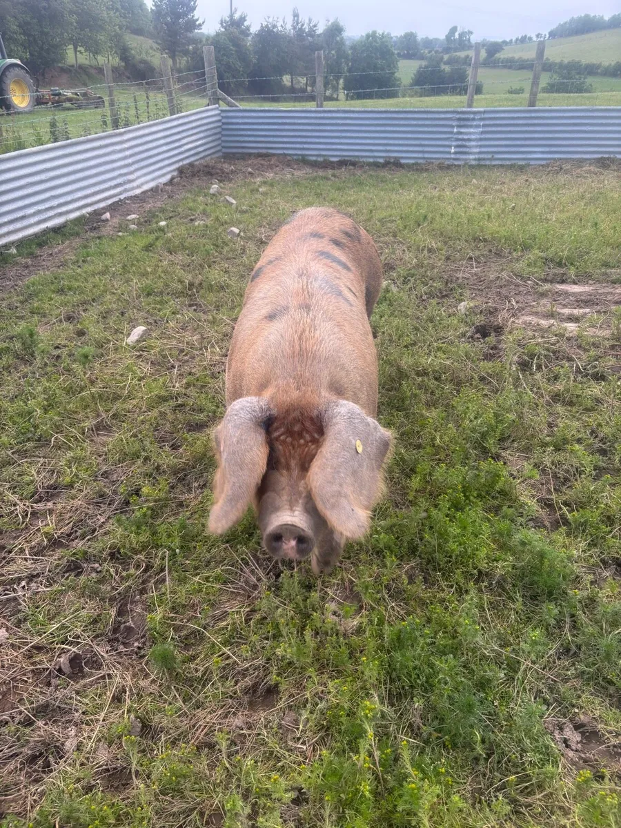 Oxford sandy black sow - Image 2