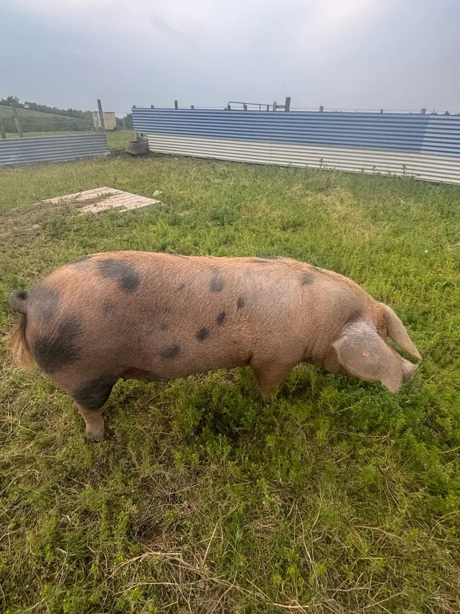Oxford sandy black sow - Image 3