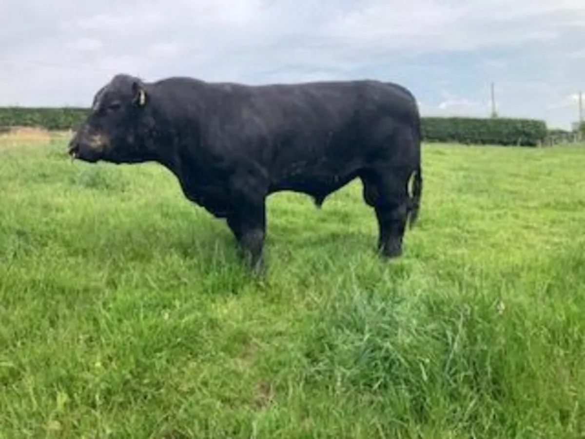 AA Bull - Image 1