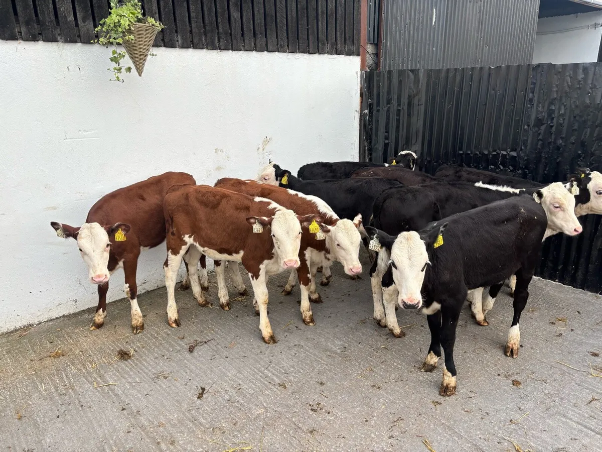 9 Super 5 month old hereford heifer Runners - Image 2
