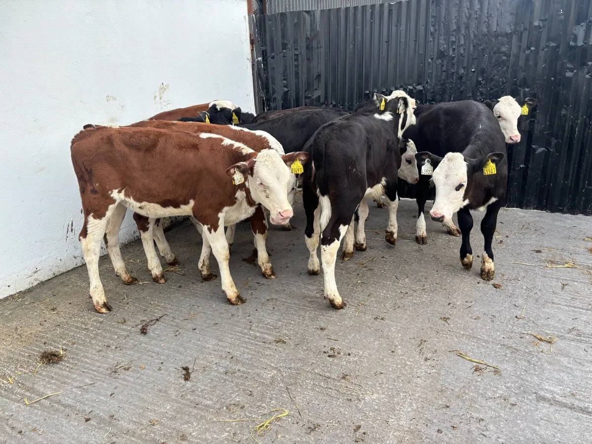 9 Super 5 month old hereford heifer Runners - Image 3