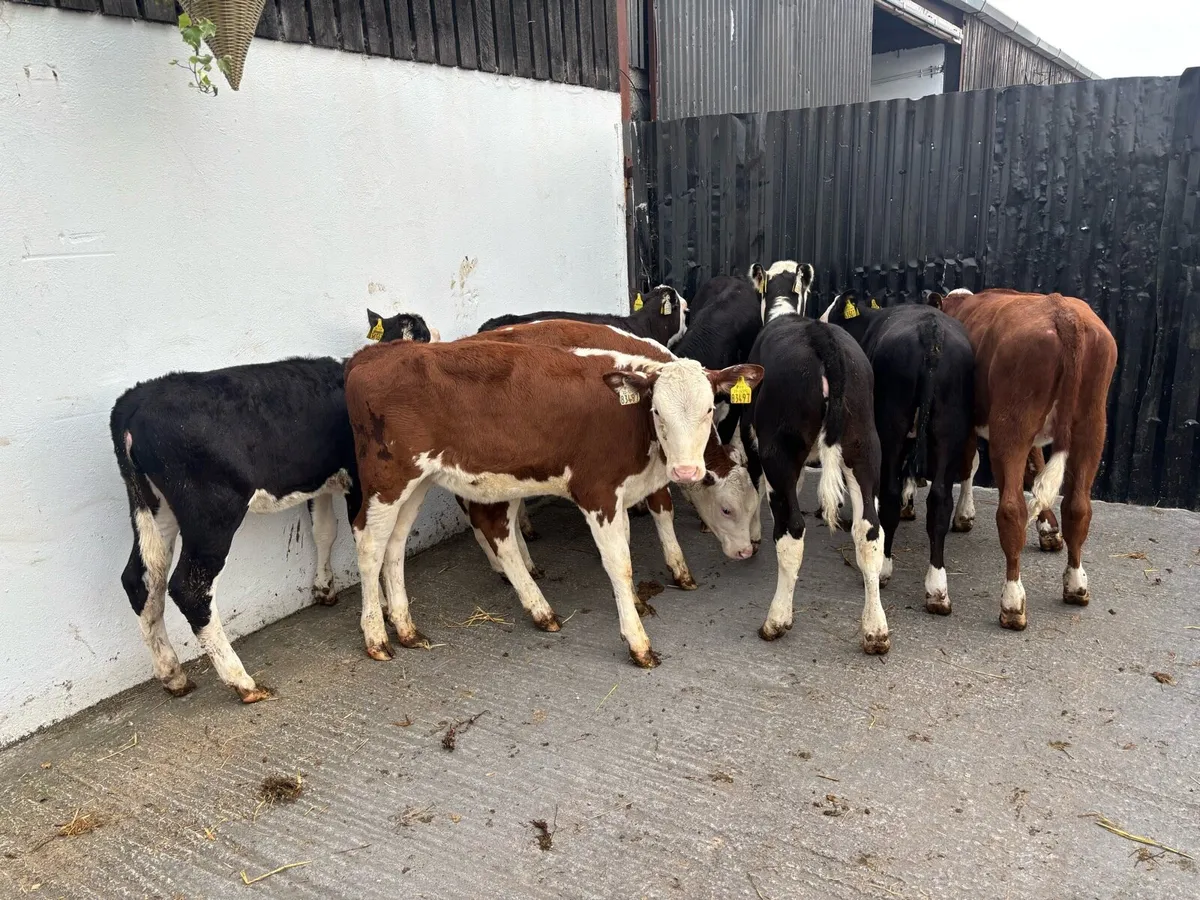 9 Super 5 month old hereford heifer Runners - Image 4