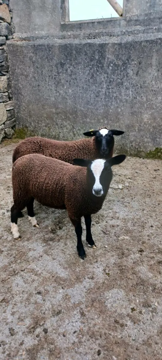 2 pbnr zwartble ewe lambs - Image 2