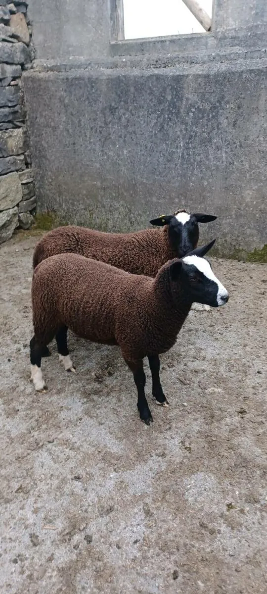 2 pbnr zwartble ewe lambs - Image 3