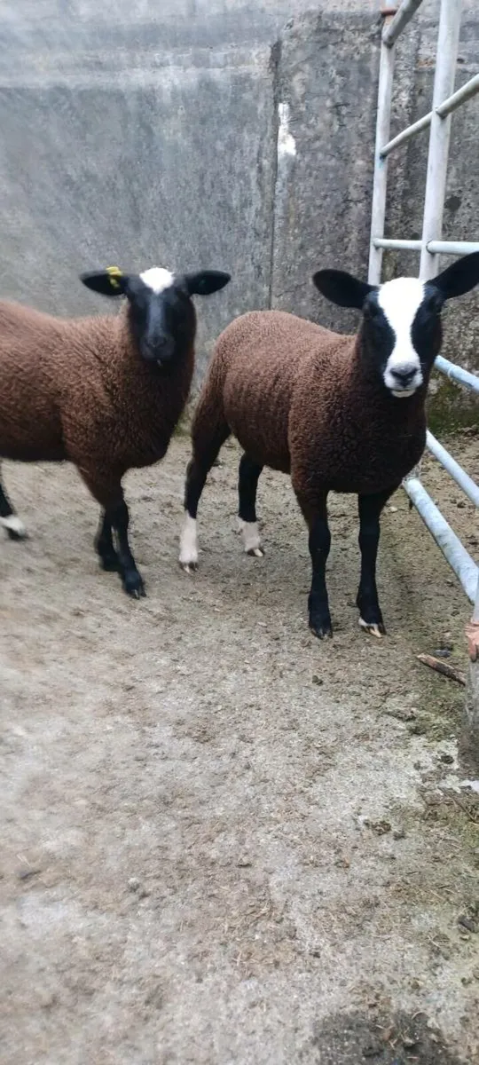 2 pbnr zwartble ewe lambs - Image 4