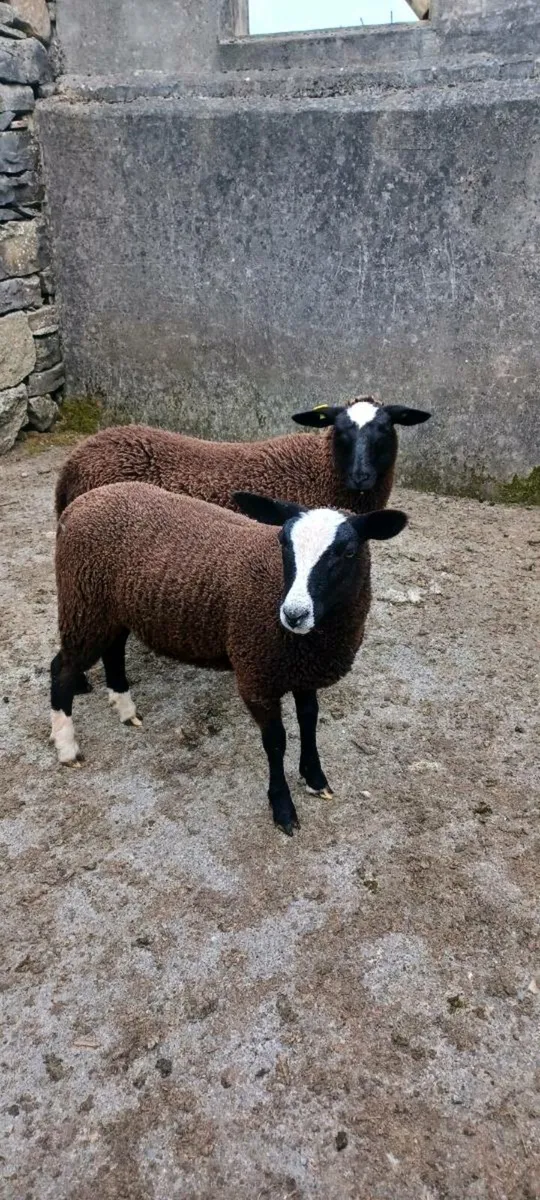 2 pbnr zwartble ewe lambs - Image 1