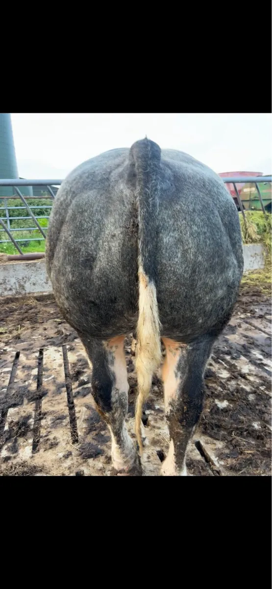 Bull - Image 4