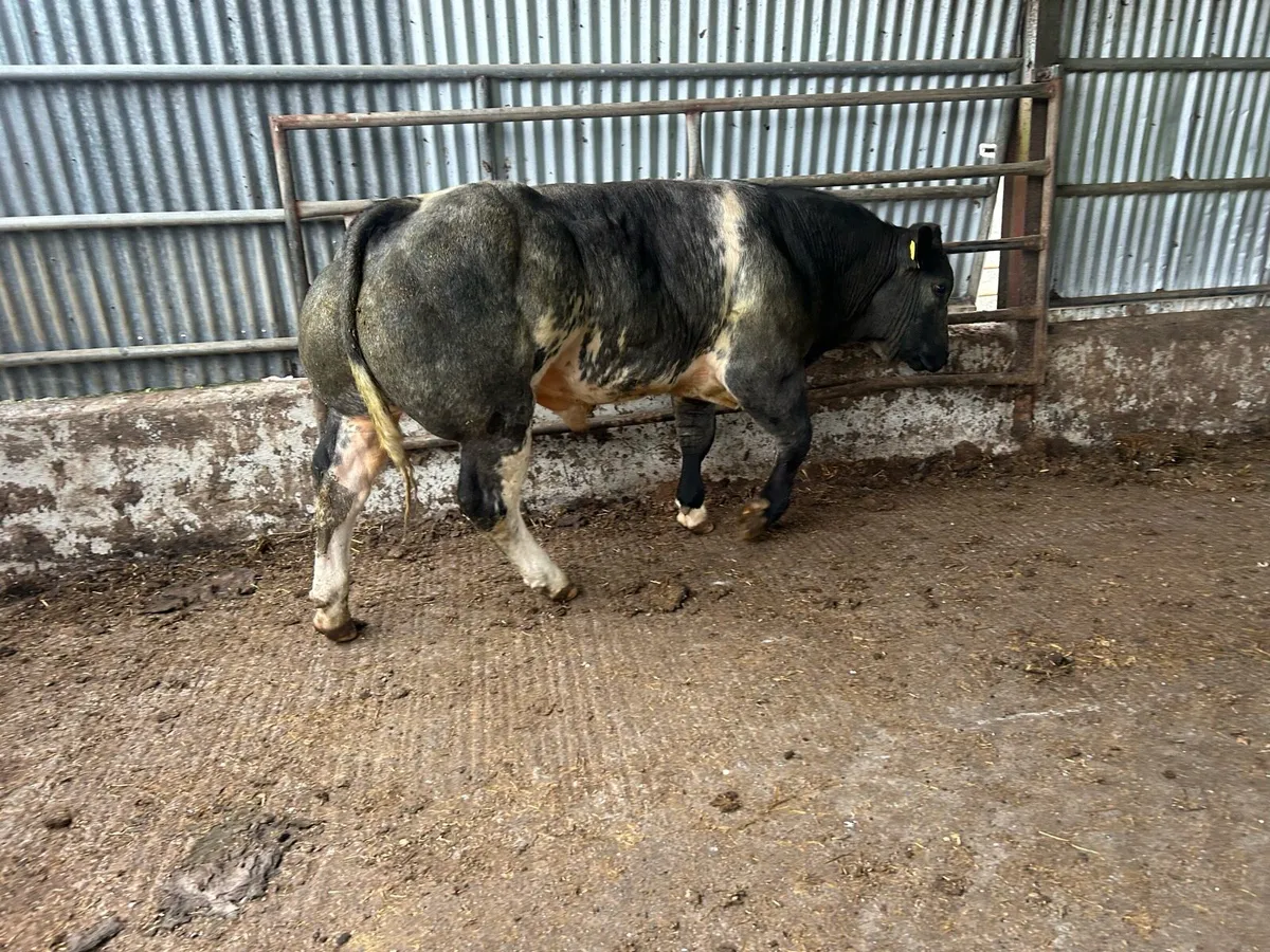 Belgian blue bull⭐️⭐️⭐️⭐️⭐️ - Image 1