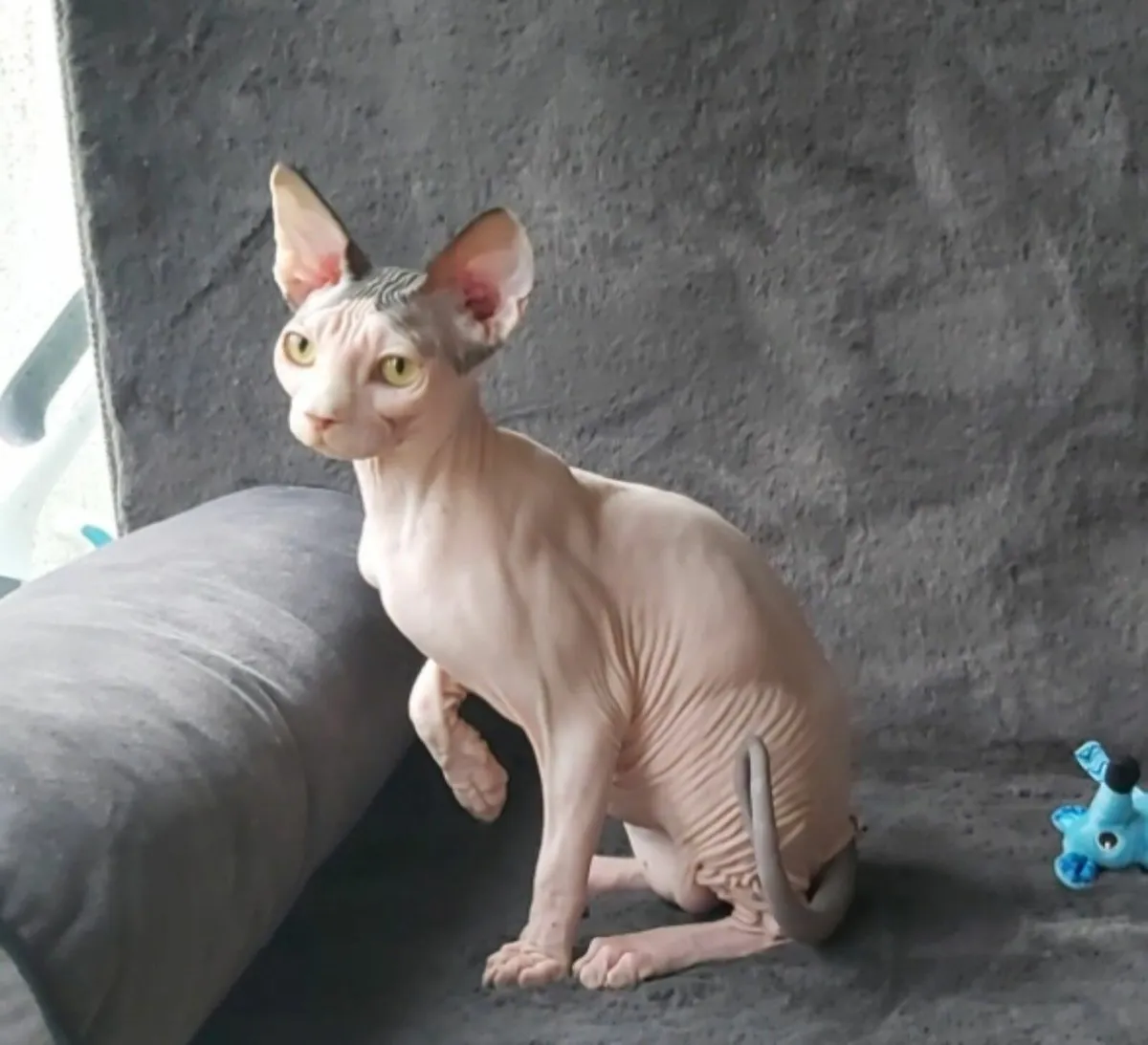 Sphynx Sphinx  kitten (can deliver) - Image 3