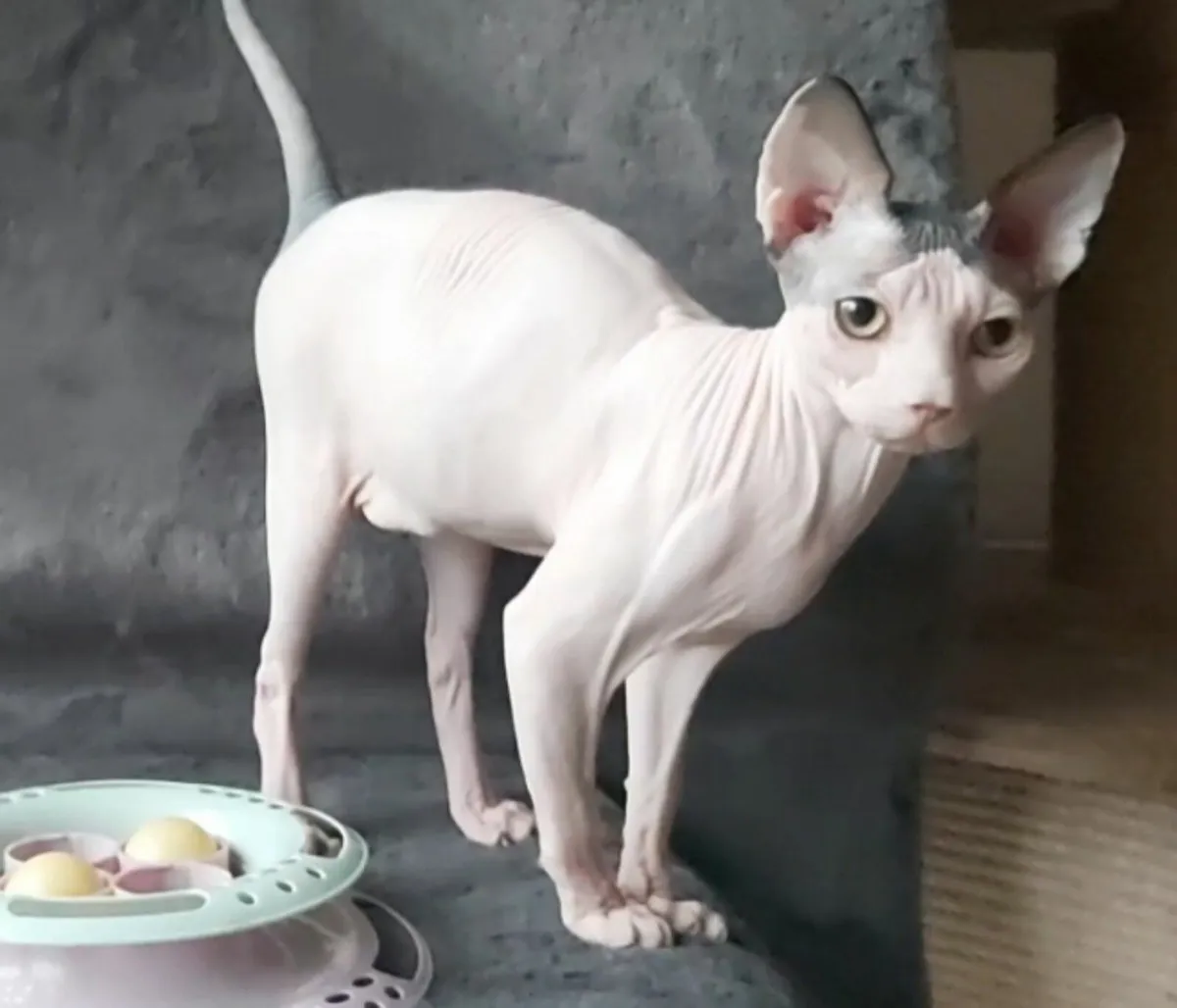 Sphynx Sphinx  kitten (can deliver) - Image 4