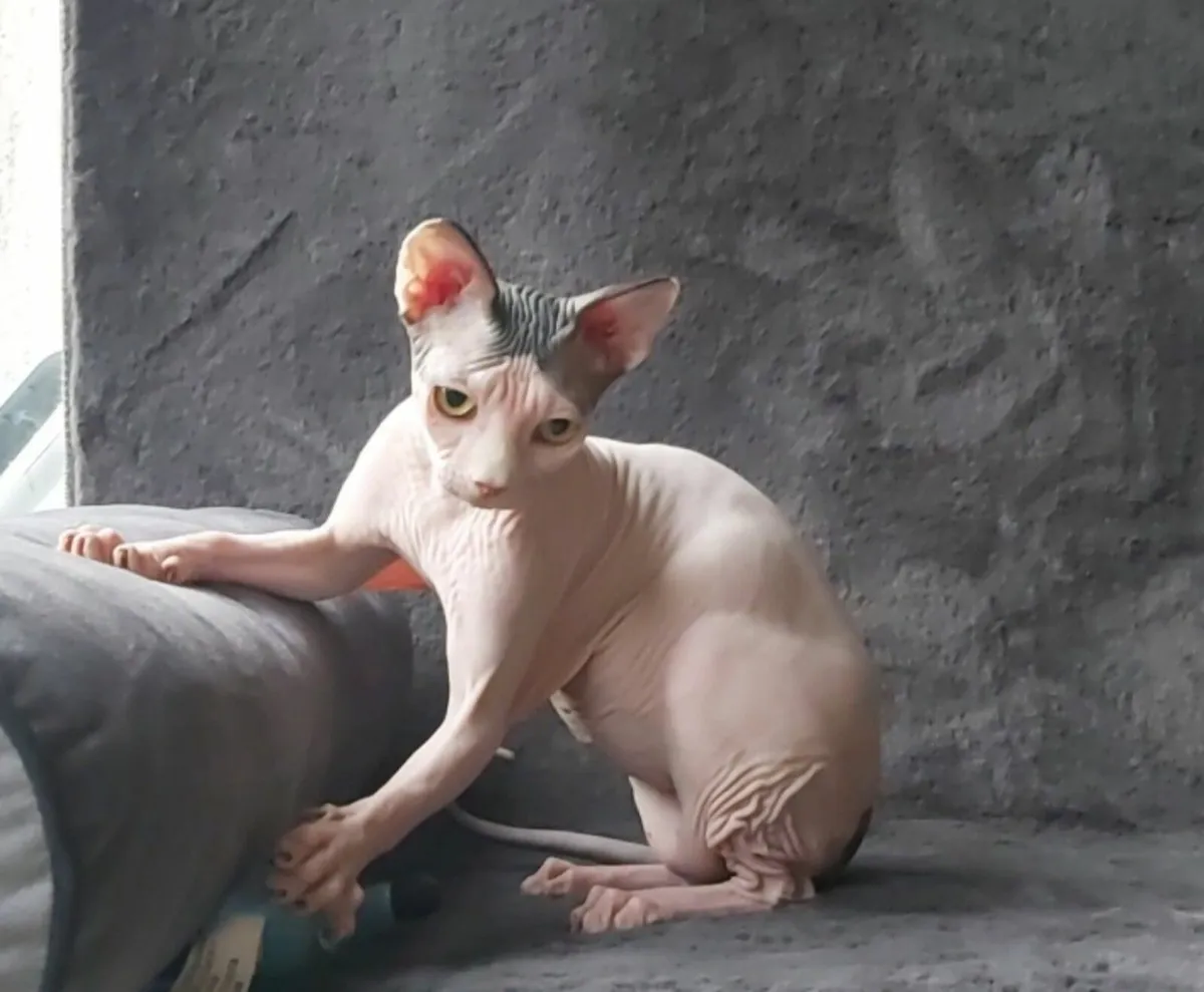 Sphynx Sphinx  kitten (can deliver) - Image 1