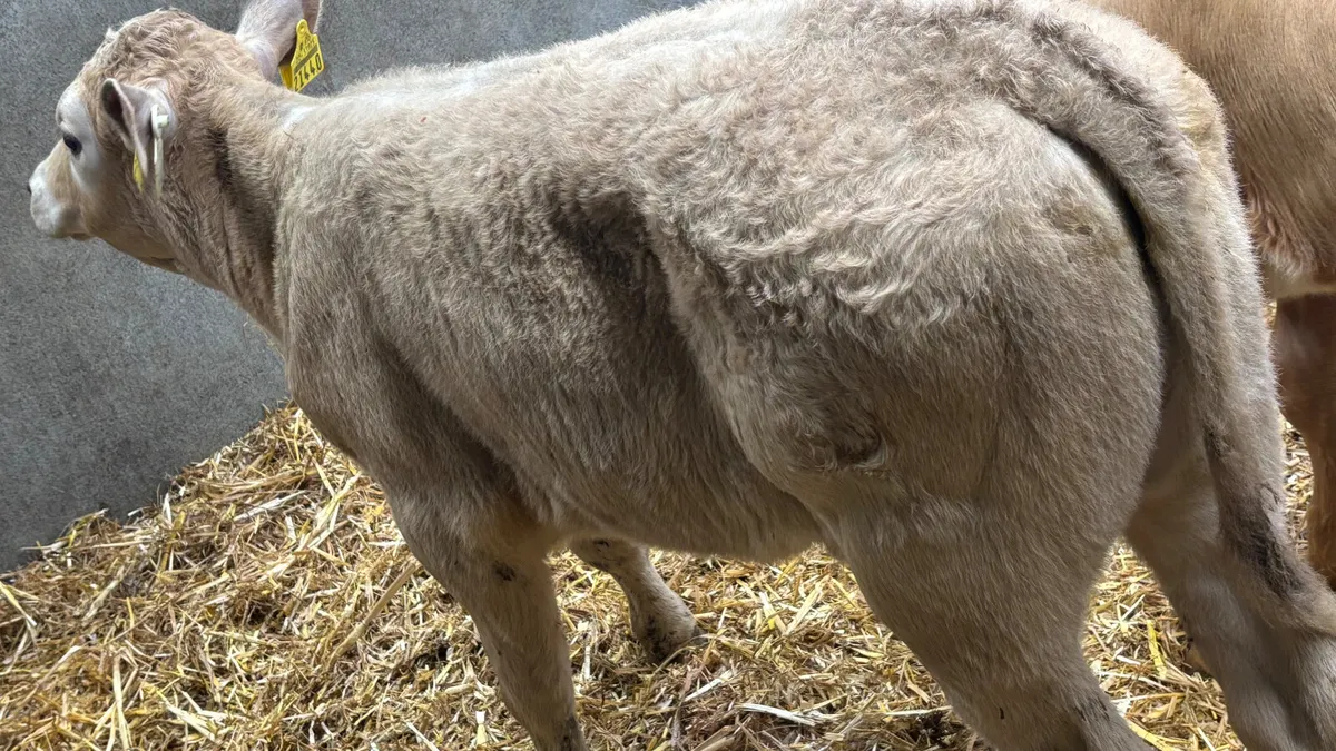 ⭐️ 2 Strong Charolais Heifer Calves ⭐️ - Image 4