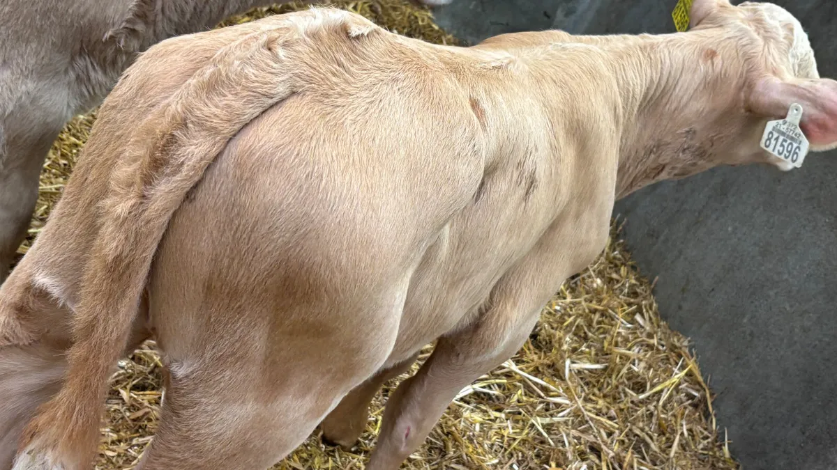 ⭐️ 2 Strong Charolais Heifer Calves ⭐️ - Image 3