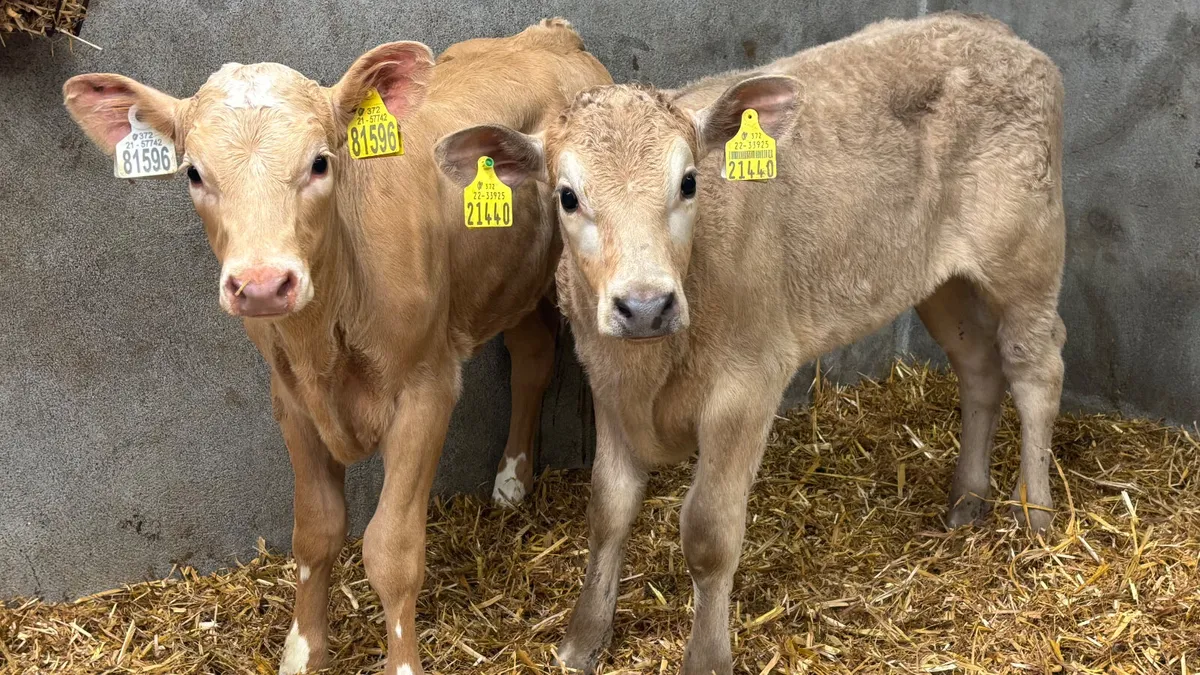 ⭐️ 2 Strong Charolais Heifer Calves ⭐️ - Image 1