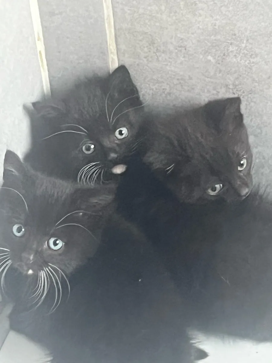 Kittens