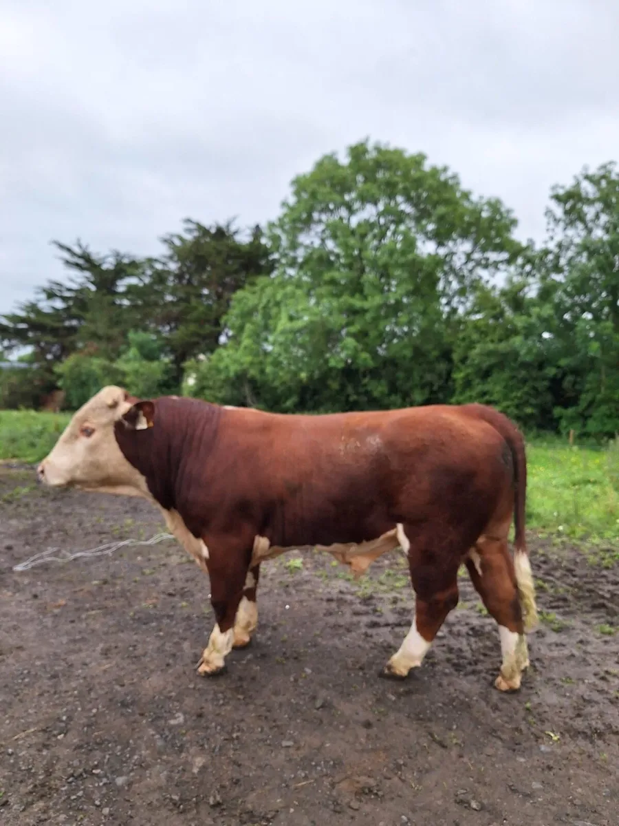 Hereford Bull - Image 1
