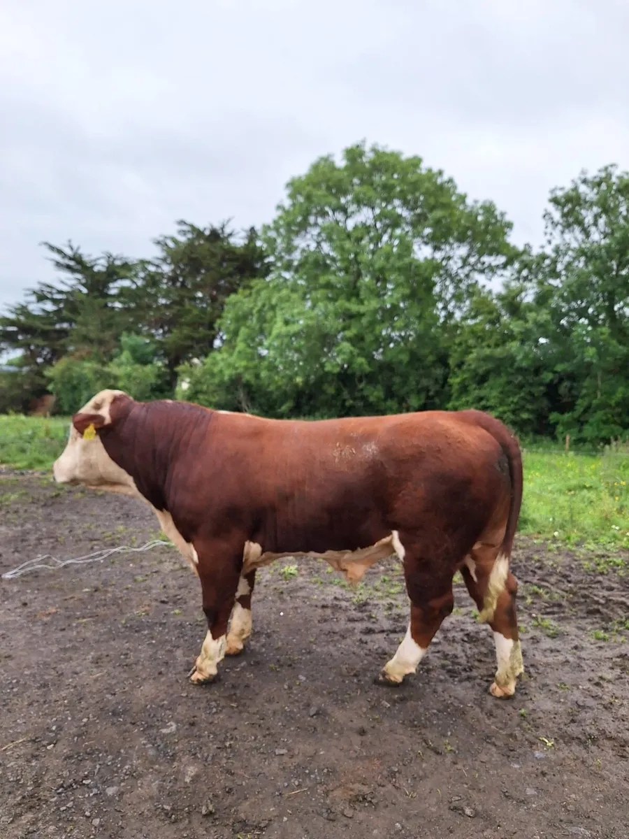 Hereford Bull - Image 2