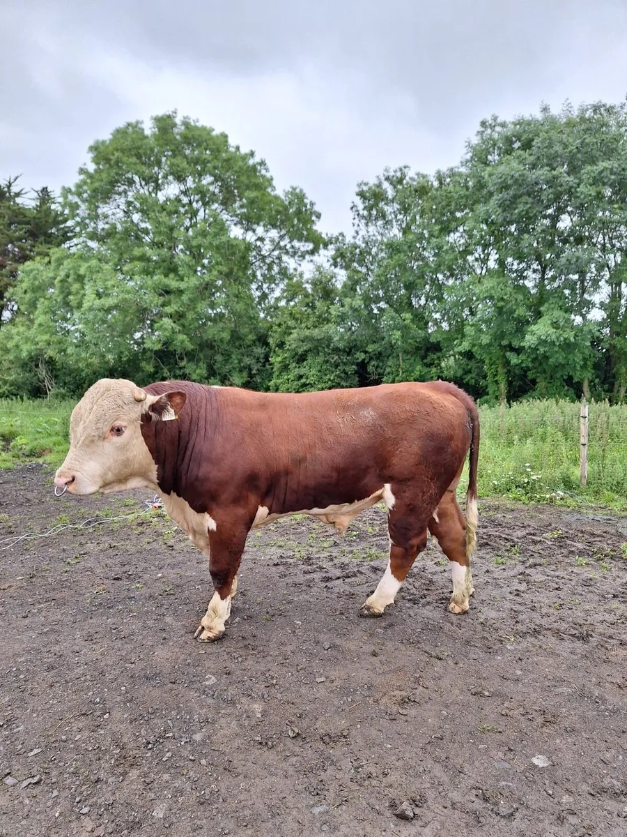 Hereford Bull - Image 3