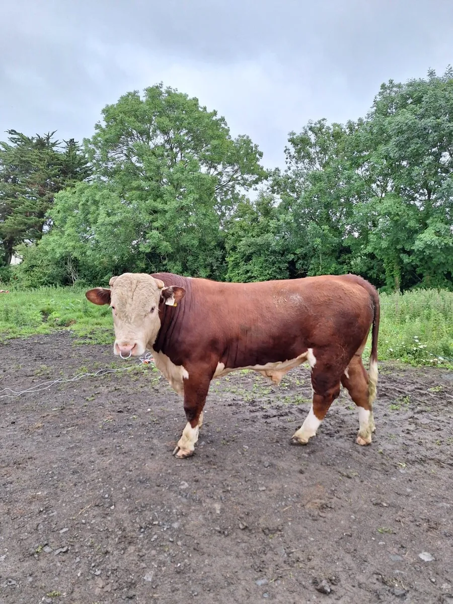 Hereford Bull - Image 4