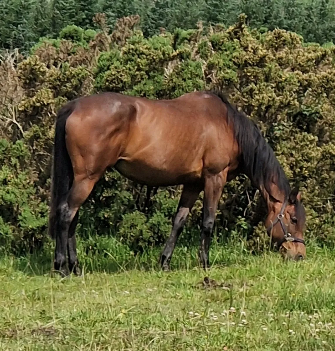 Mare in foal(cover fee paid) - Image 1